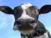 Dairy Farms Are a Huge Source of Pollution