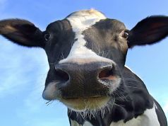 Dairy Farms Are a Huge Source of Pollution