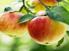 Apples Rank #1 Among Kids’ Favorite Fruits