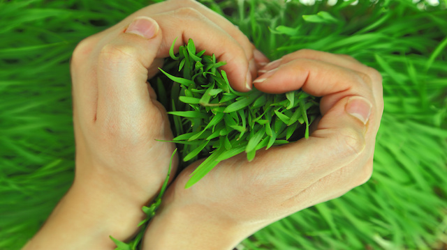 Hands hugging green fresh grass in shape of heart