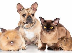 Nasty Diseases You Can Get from Your Pets, and How to Prevent Them