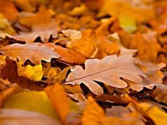 Don’t Rake Those Fall Leaves