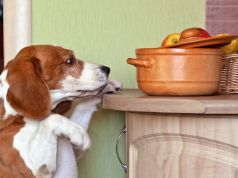 8 Healthy Foods That Are Toxic for Our Pets