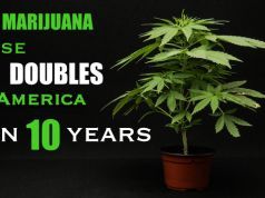 Marijuana Use Doubles in America as Pot Taboo Goes Up in Smoke