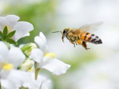 Pollution is Making Flowers Smell Less Sweet