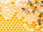 Federal Court Prevents EPA Approval of Pesticide that Kills Bees