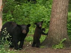 Alaskan Black Bear Eats Kayak After Being Pepper Sprayed, Stranding Kayaker