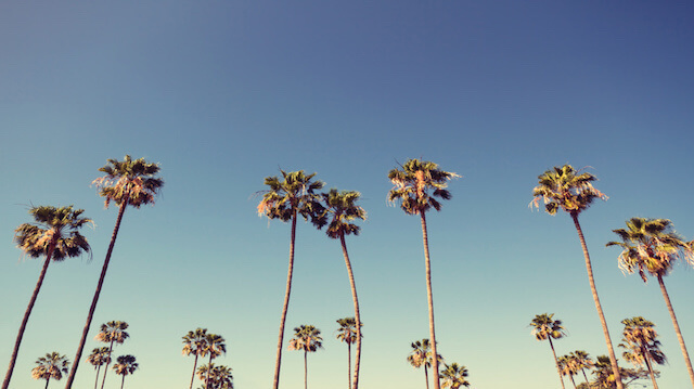 Palm Trees in Retro Style