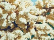 Hawaii Prepares for Worst Coral Bleaching Ever