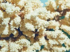 Hawaii Prepares for Worst Coral Bleaching Ever