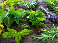 Herbs That Help Cleanse the Body of Parasites and Yeast