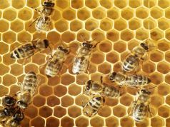 Court Rules Pesticide That Harms Bees Is No Longer Approved