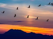Migrating Birds Bring Exotic Ticks to the U.S. New Study Reveals