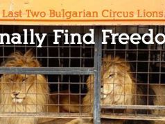 Last Two Bulgarian Circus Lions Finally Find Freedom