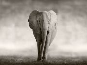 Could Elephants Unlock the Door to Cancer Prevention in Humans?