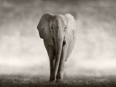 Could Elephants Unlock the Door to Cancer Prevention in Humans?