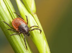Migrating Lone Star Tick Carrying Disease and Baffling Health Officials