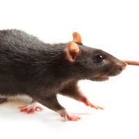 Black rat isolated on white