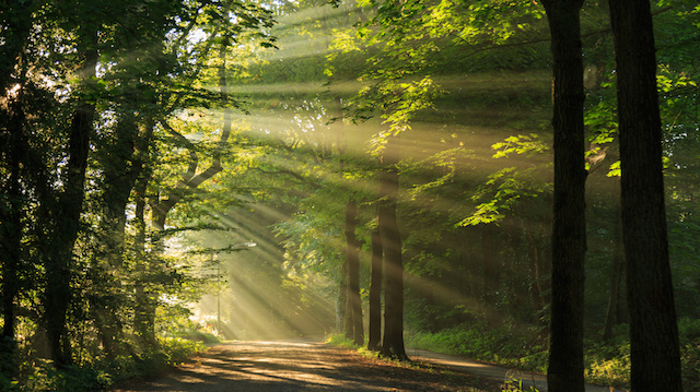 Sun rays shining through the trees in the forrest.