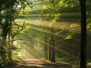 Living Near Trees Makes You Live Longer… Seriously