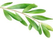 This Leaf Extract has 400 Times More Antioxidant Power Than Vitamin C