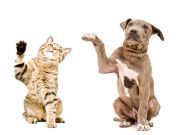 This 3,000-Year-Old Treatment Could Help Your Pet Heal