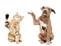 This 3,000-Year-Old Treatment Could Help Your Pet Heal