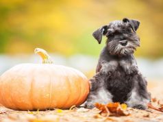 8 Thanksgiving Treats Not to Feed Your Pet