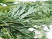 Need Some Motivation? Try This Shrub