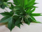 Nevada to Legalize Pot: An Attorney Weighs In