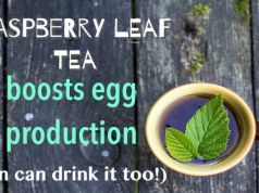 The Delicious Tea That Boosts Egg Production (Men Can Drink It Too!)