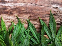 Pot Stores in Canada May Begin Budding After Trudeau Victory