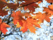 19 Ayurvedic Warming Foods for Chilly Fall Weather
