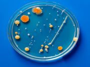 Protect Yourself from These Three Foodborne Bacteria