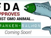 FDA Approves First GMO Animal… Franken-Salmon to Be Sold with NO Label