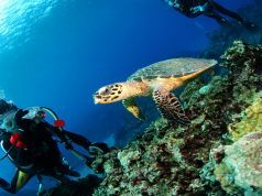 A Closer Look Beneath the Waves