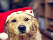 Don’t Let Your Pet Eat That Christmas Cactus