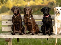Cancer-Sniffing Dogs Detect Cancer 95 Percent of the Time — Better Than Some Lab Tests