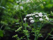 Plants That Can Literally Kill You
