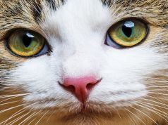 Cats Are Carnivores — Don’t Feed Them a Vegetarian Diet