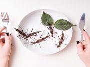 Need Some Protein? Eat a Bug