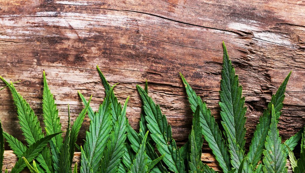 Don’t Mess with Fake Marijuana