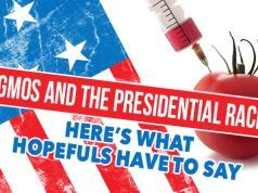 GMOs and the Presidential Race: Here’s What Hopefuls Have to Say
