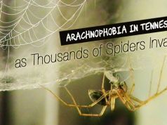 Arachnophobia in Tennessee as Thousands of Spiders Invade!