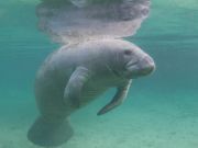 The Manatee: A Story of Success
