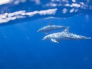 Toxins Threaten Extinction of European Whales and Dolphins