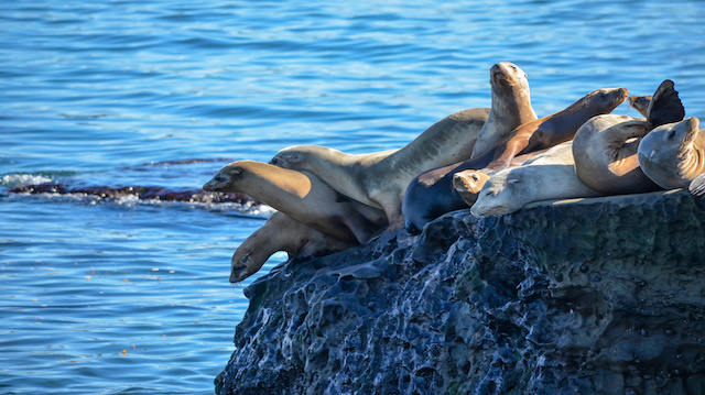 Sea lions on a cliff