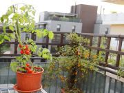 26 Foods to Grow in Pots When You Don’t Have a Garden