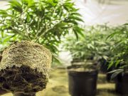 Marijuana Distributed on Wall Street, By Day Traders Not Dealers