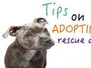 Tips on Adopting a Rescue Dog